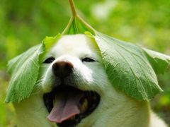 -王二甩老木子鸡(江湾店)