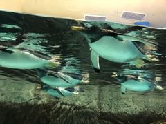 -成都浩海立方海洋公园