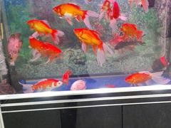 -正阳春鸭子楼(双港店)