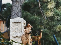 -龙华寺