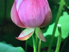 -陈家山荷花公园