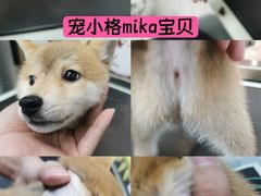 -宠小格时尚宠物生活馆(唐镇店)