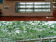 -东南花都花博园