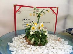 -龙大花卉苗木市场