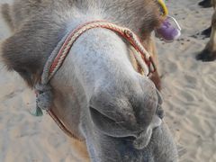 -库伦旗银沙湾旅游景区