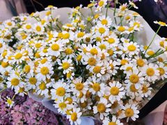 -三圣花乡旅游区