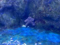 -太平洋海底世界