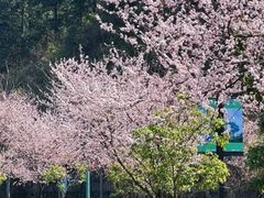-长沙黑麋峰国家森林公园