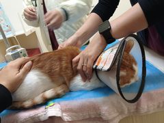 -芭比堂动物医院·犬猫全科·异宠专科(雁塔分院)