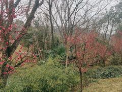 -黄陂区野村谷景区