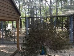 -长白岛森林公园