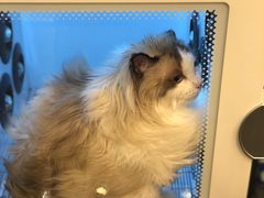 -PETKIT小佩宠物(古北店)
