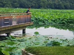 -月湖风景区