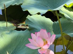 -莲花池公园