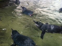 -悉尼海洋生物水族馆