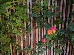 -瓦库茶馆17号(海汇港店)