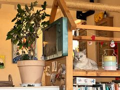 -小时光咖啡馆(开森度假森林店)