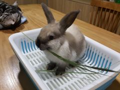 -藦茜花园宠物主题亲子互动体验馆(国顺东路店)