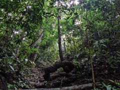 -西双版纳原始森林公园