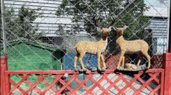 -萌宠亲子动物乐园(槐房万达店)