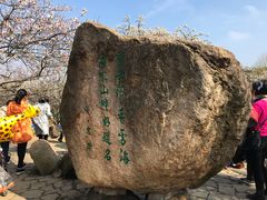 -香雪海