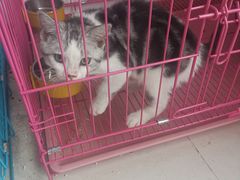 -翊宠yipet猫狗购宠庄园犬舍•猫舍