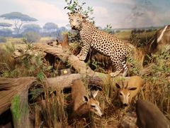 -陕西自然博物馆