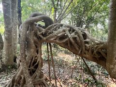 -中国科学院西双版纳热带植物园