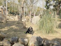 -上海野生动物园