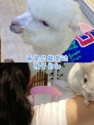 -Moni星球萌宠·小马宝莉·灵蛇·高端高阶全萌宠互动体验俱乐部(红豆国际广场店)