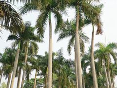 -中国科学院西双版纳热带植物园
