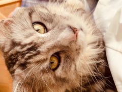 -猫在这儿猫咪咖啡馆·撸猫馆