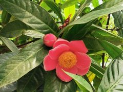 -金花茶公园