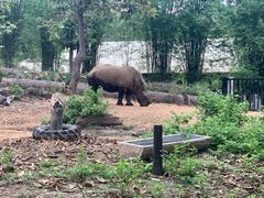 -清迈夜间动物园