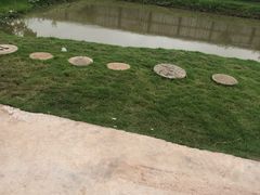 -南汇新场正宗水蜜桃采摘