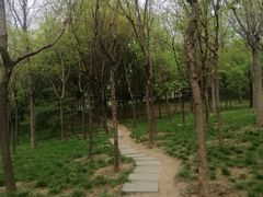 -大望京公园