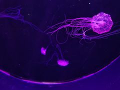 -海合安天津极地海洋公园