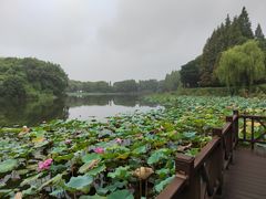 -上海市保健医疗中心