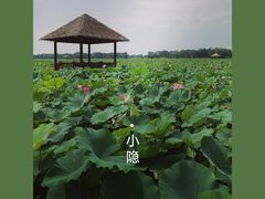 -西青郊野公园