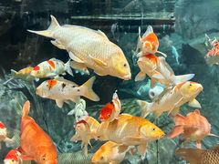 -上海海洋水族馆