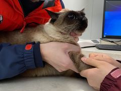 -伟伟宠物医院·瑞派猫友好医院·猫科(光谷店)