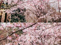 -杭州植物园