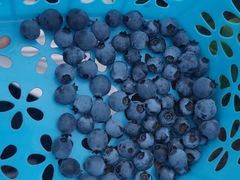 -金谷域澳洲庄园