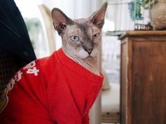 -共舞时光猫咖·狗咖(新街口店)