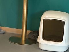 -飞行喵MR PILOT|猫舍·猫咖(静安大融城店)