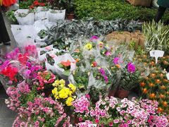 -重庆市江北嘴中央商务区中央公园