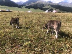 -新疆那拉提国家旅游度假区