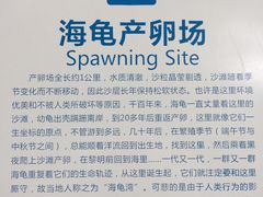 -广东惠东海龟国家级自然保护区