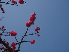 -红梅公园