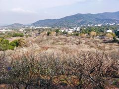 -香雪海